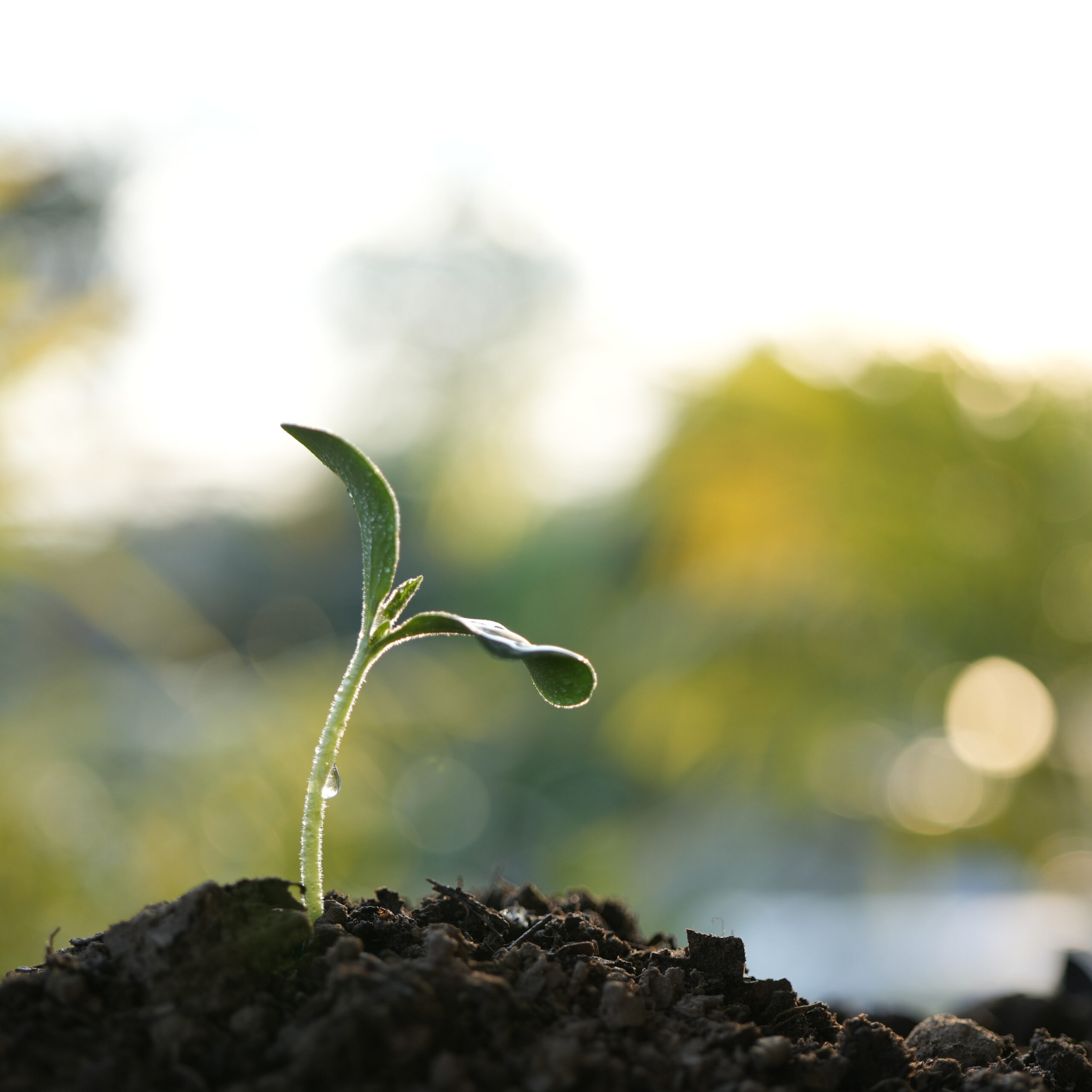 Sustainability